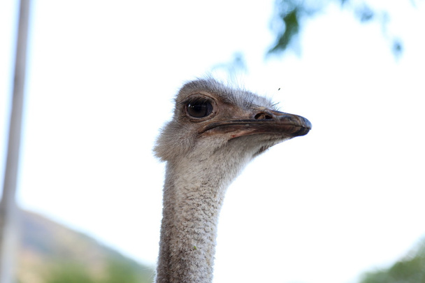 Primer plano de avestruz
 - Foto, imagen