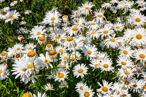 Summer flowers. camomile. White yellow flowers. Blossom - Photo, Image