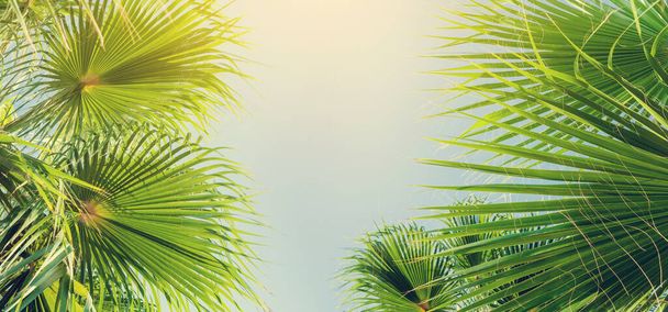 Palm leaves in front of blue sunny summer sky. Beach travel and vacation backdrop with copy space - Photo, Image