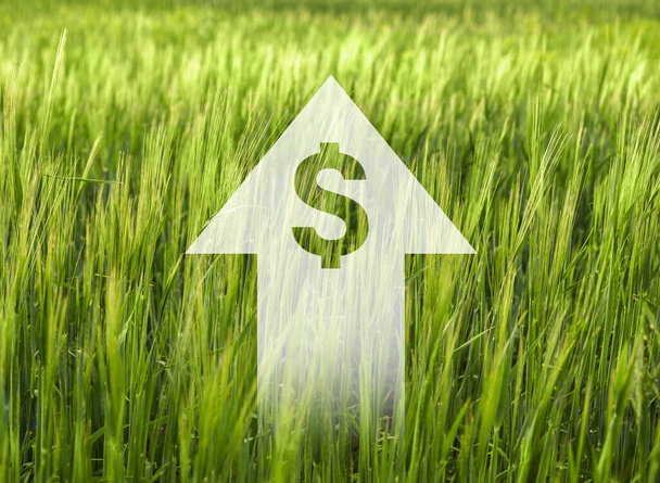 Flecha arriba con signo de dólar dentro de todo el campo verde - Foto, Imagen