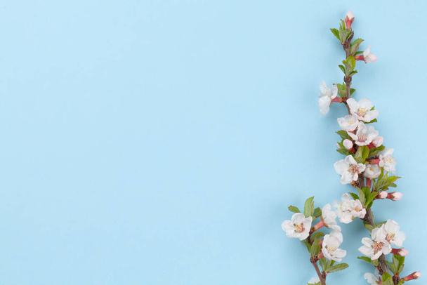 Kirschblüte vor blauem Hintergrund. Frühlingskulisse mit Sakura-Zweig für Grußkarte oder Speisekarte. Draufsicht flach lag mit Kopierraum - Foto, Bild