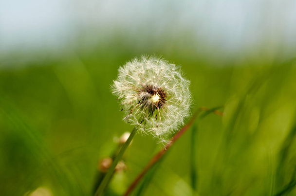 Fluff from dandelion with green and yellow background - Photo, Image