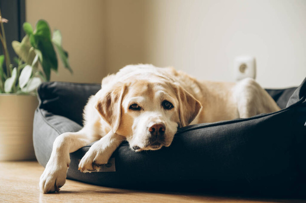 Ein älterer Labrador in seinem Bett. Schießen zu Hause. Lebensstil. - Foto, Bild