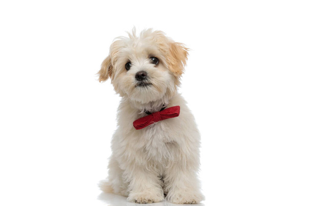 sitzend entzückender Bichon-Hund mit roter Fliege und Blick in die Kamera auf weißem Hintergrund - Foto, Bild