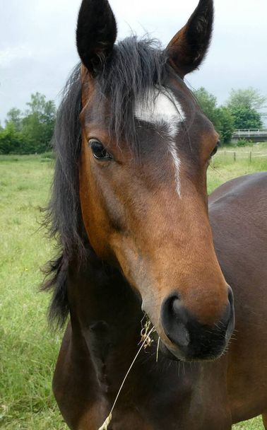 Portrait d'un cheval brun mâchant de l'herbe. Le cheval a une tache blanche et des crinières noires. - Photo, image