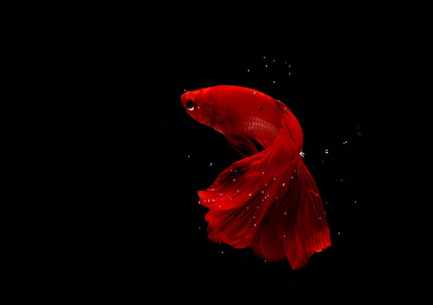 Super Red Halfmoon, Cupang, Betta, σιαμαία ψάρια καταπολέμηση πέρα από φυσαλίδες, απομονώνονται σε Blac - Φωτογραφία, εικόνα