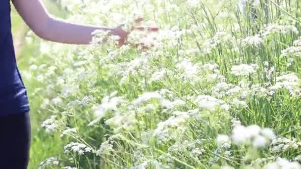 Een jong meisje in het veld raakt bloemen aan met haar hand. Zomer mooie dag. - Video