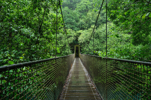 Zelený prales se zavěšeným mostem přes řeku v přírodním parku Fragas do Eume, Galicie, Španělsko - Fotografie, Obrázek