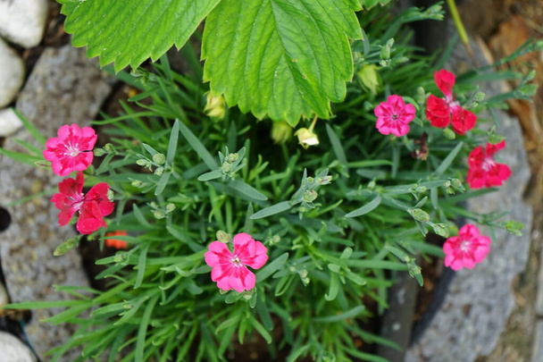Квіти Діантуса в саду видатні. Dianthus - рід квіткових рослин у родині Caryophyllaceae. Берлін (Німеччина) - Фото, зображення