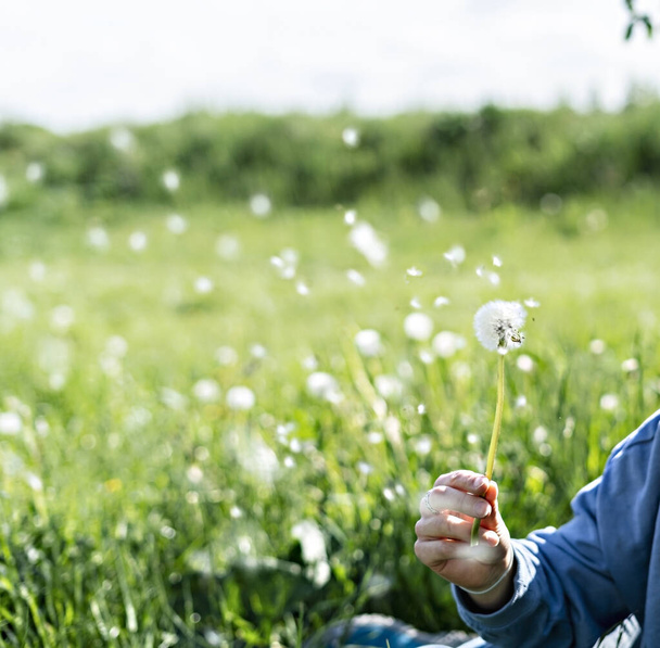 пушистый белый цветок одуванчика с летящими семенами в женской руке на фоне зеленой травы, летний фон, копировальное пространство - Фото, изображение