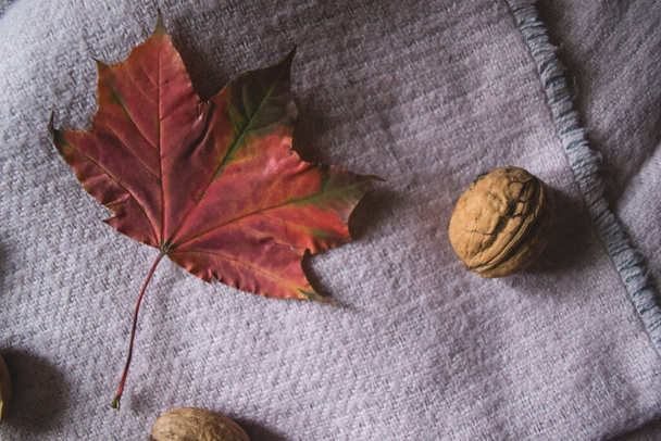 The beautiful fallen leaves and walnuts on a warm scarf. Autumn background. - Foto, afbeelding