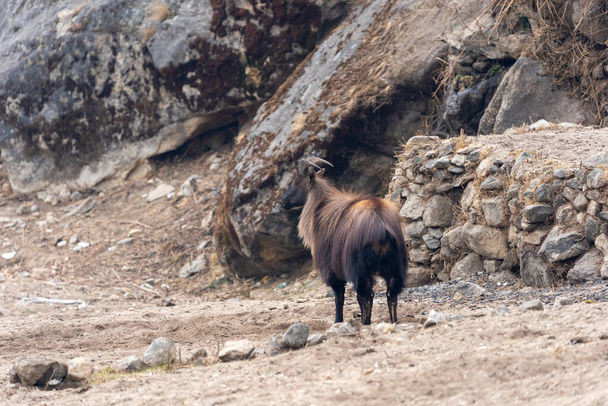 A Himalayan Tahr digging in the soil for salt in the Himalayan Mountains of Nepal. - Photo, image