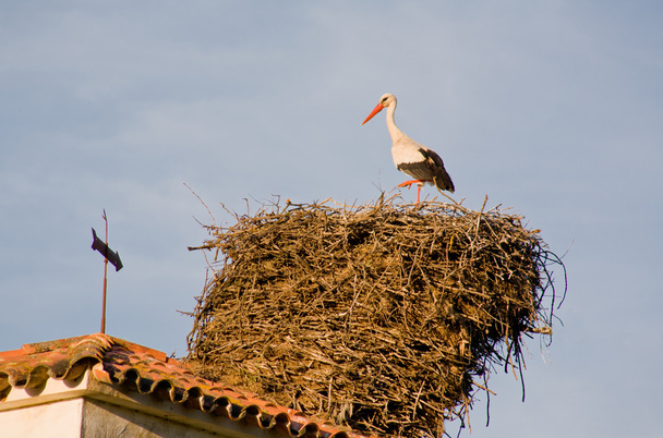 Big nest - Fotoğraf, Görsel