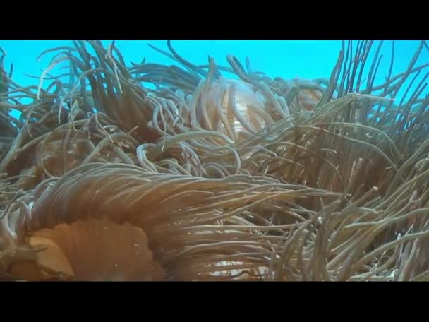 Sea anemones - Footage, Video