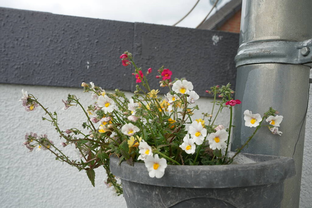 Linaria maroccana in a flower pot on a drainpipe in May. Linaria maroccana is a species of flowering plant in the plantain family known by the common names Moroccan toadflax and annual toadflax. Berlin, Germany - Photo, Image
