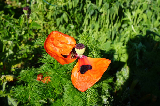 Insect on orange Papaver orientale in early June. Papaver orientale, the Oriental poppy, is a perennial flowering plant. Berlin, Germany   - Photo, Image