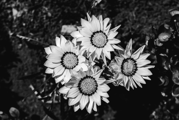 négy virág gazánia vagy afrikai százszorszép monokróm - Fotó, kép