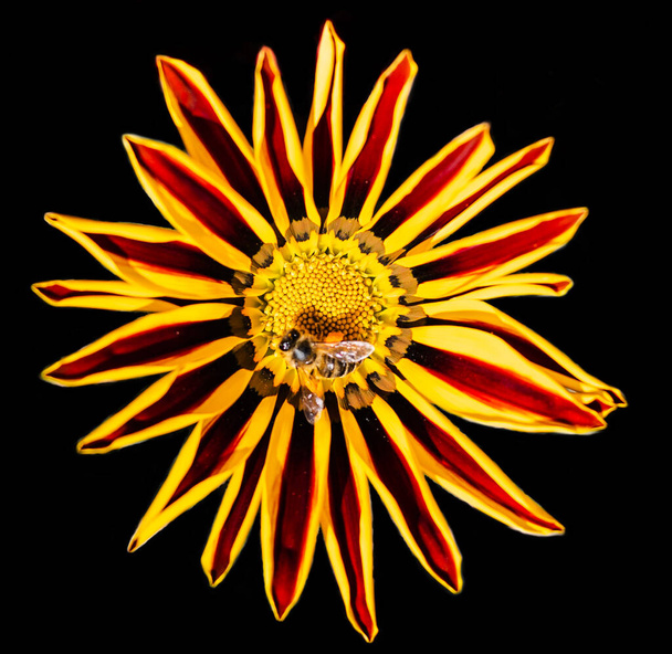 hoverfly sitting on Gazania or african daisy flower on the black background - Photo, Image