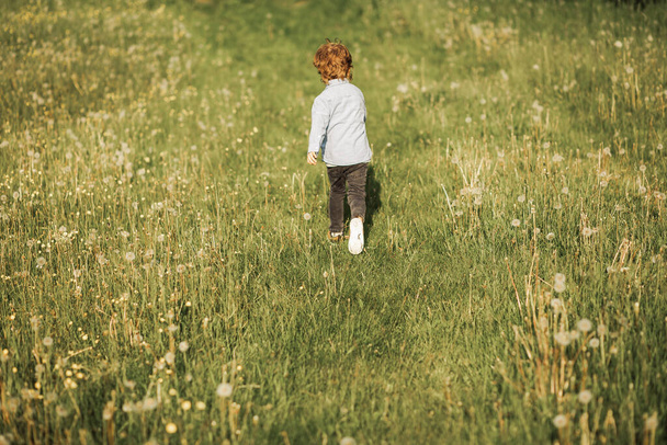Foto van kleine roodharige jongen 3 jaar oud loopt in bloeiende weide, kind loopt in frisse lucht, achteraanzicht foto - Foto, afbeelding