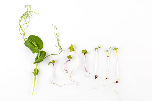 Mikro yeşil bitki çeşitleri. Sağlıklı yaşam tarzı kavramı - Fotoğraf, Görsel
