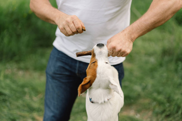 Man and dog friendship. Man play Jack Russell Terrier dogs in meadow. Man and Jack Russell Terrier dogs in nature. Beautiful dog. - 写真・画像