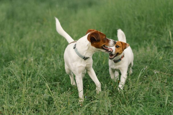 Jack Russell Terrier dogs in meadow. Jack Russell Terrier dogs in nature. Beautiful dog. - Fotó, kép