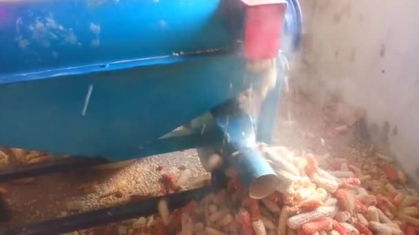 Kukoricacukrot távolítanak el a kukoricaaprító gép felvételeiről. Folyamatos folyamat. Thresher-nek. Kimenet termékenként. Videóklip. - Felvétel, videó