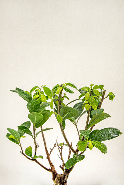 Image of bonsai ficus ginseng leaves with dew drops and beige background - 写真・画像