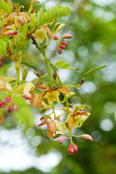 Tamarind λουλούδια - Φωτογραφία, εικόνα