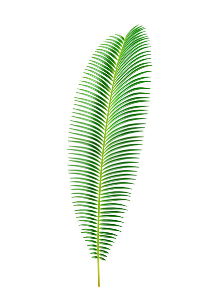 Folhas tropicais de sagu palmeira, flora exótica - Vetor, Imagem