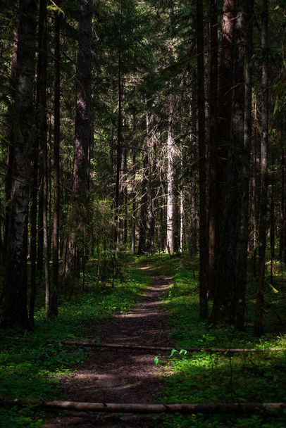 Tourist walking trail in the pine forest, the sun shines through the branches of trees. Trees have broken across the trails. - Fotoğraf, Görsel