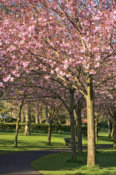 Krásný jarní pohled na kvetoucí růžové třešně (Prunus Shogetsu Oku Miyako) stromy prázdná ulička a pěší stezka při zamykání COVID-19, v Herbert Park, Dublin, Irsko. Měkké a selektivní zaměření - Fotografie, Obrázek