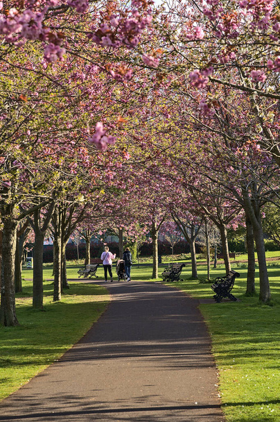 Beautiful spring view of blooming pink cherry (Prunus Shogetsu Oku Miyako) trees almost empty alley and walking path during COVID-19 lockdown, Herbert Park, Dublin, Ireland. Мягкий и избирательный фокус - Фото, изображение