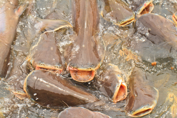  yanardöner köpekbalığı - Fotoğraf, Görsel