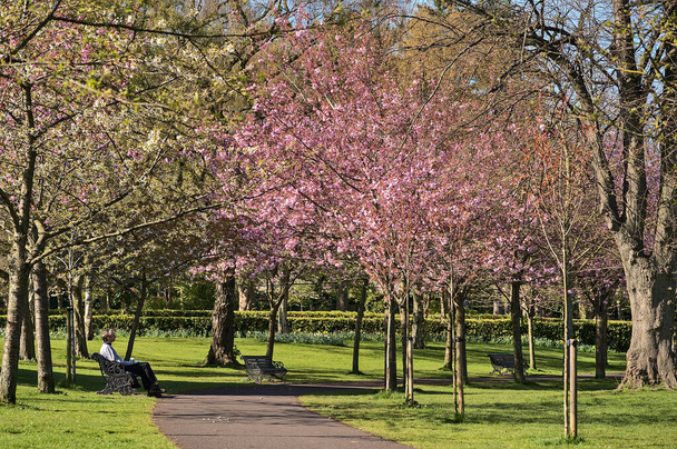 Çiçekli pembe kiraz (Prunus Shogetsu Oku Miyako) ağaçlarının güzel bahar manzarası COVID-19 tecrit sırasında neredeyse boş sokak ve yürüyüş yolu, Herbert Park, Dublin, İrlanda. Yumuşak ve seçici odak - Fotoğraf, Görsel