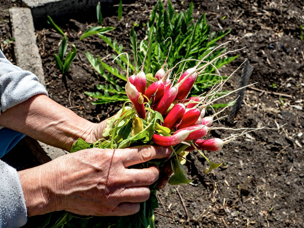 red fresh radish in the hands of a person - Φωτογραφία, εικόνα
