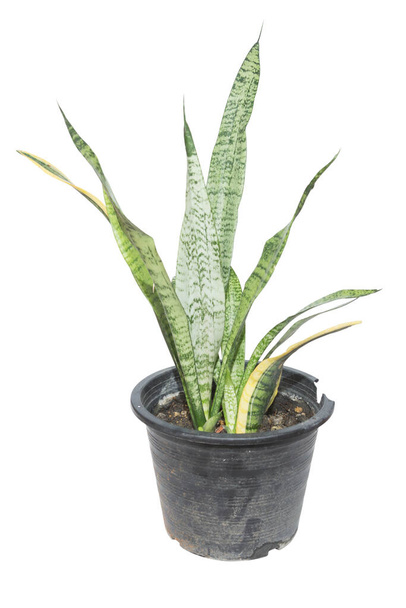 Змеиное растение на белом фоне - Фото, изображение