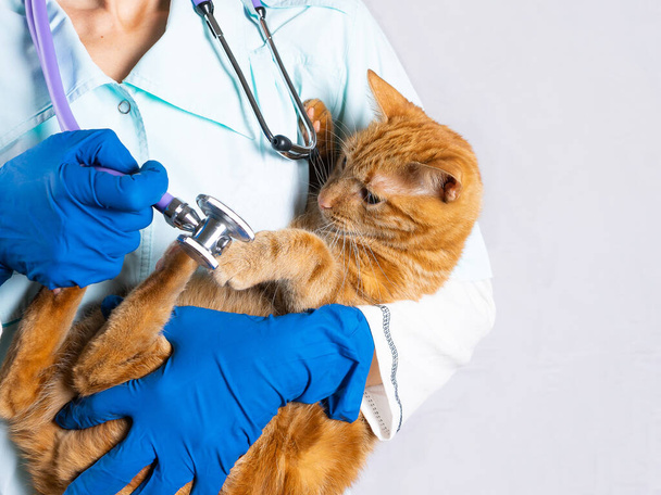 Veterinary clinic and bright red cat playing with phonendoscope. - Фото, изображение