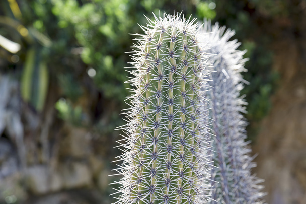 Piante esotiche, dettaglio cactus
 - Foto, immagini