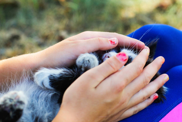 Defocus female hands stroking and caress sleeping cute adorable black and white cat, kitten. Pet love background. Fur fluffy mammal animal. Hands covering kitten face. Out of focus. - Foto, immagini