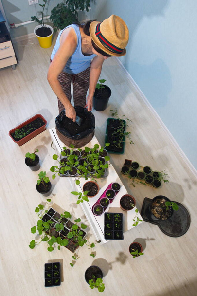 Jardinería en casa. Una mujer está vertiendo tierra en macetas. Ella cultiva plántulas de flores y verduras en casa. - Foto, imagen