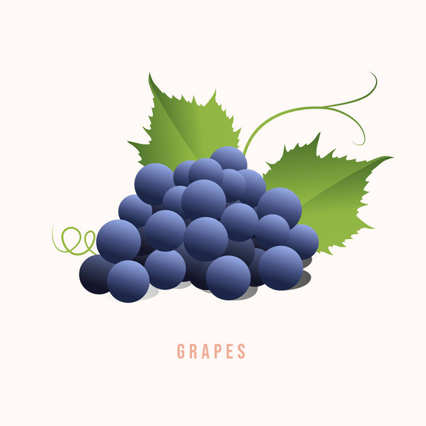 Grapes Modern style vector illustration. - Vector, Image