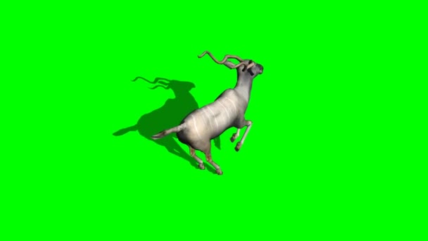 Kudu Antelope running - green screen - Footage, Video