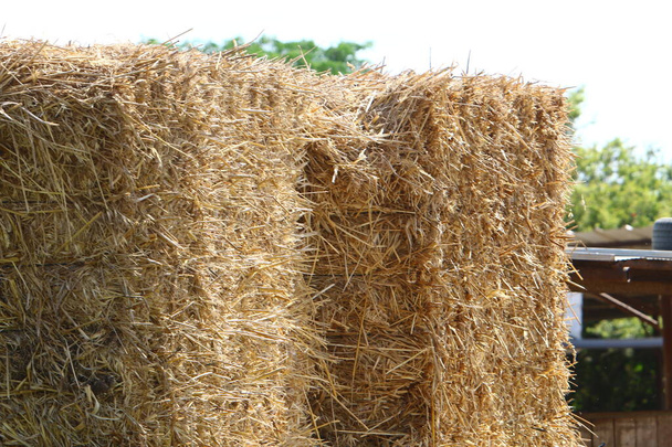 Dry hay and straw for livestock feed lies on a collective farm field in Israel  - Photo, Image
