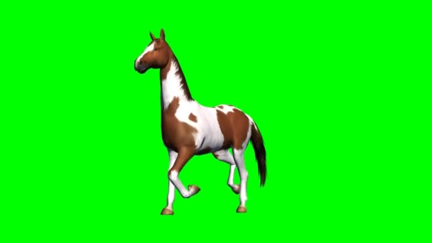 Pferd läuft - grüner Bildschirm - Video