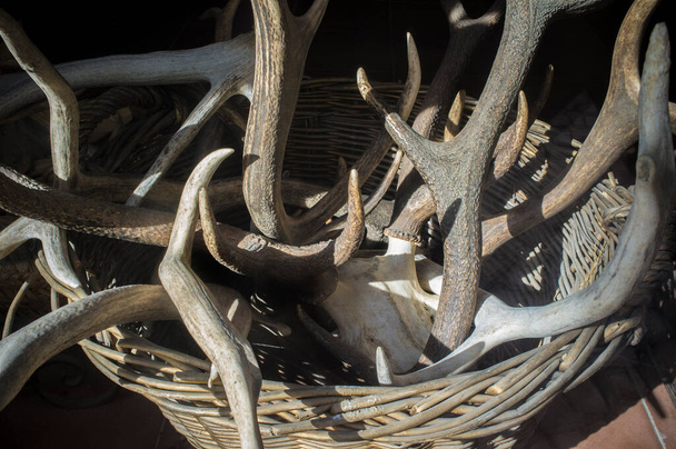 Basket full of stag horns. Selective focus - Photo, Image