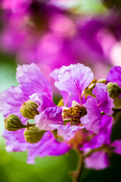 Lähikuva Violet Lagerstroemia floribunda kukka kotipuutarhassa kesällä. - Valokuva, kuva