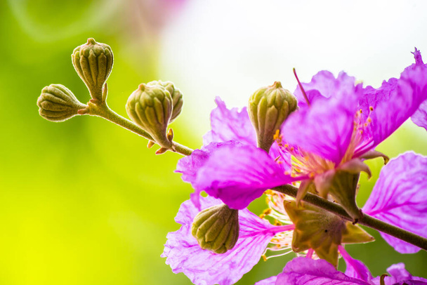 Close up Violet Lagerstroemia floribunda flower in home garden on summer. - Photo, Image