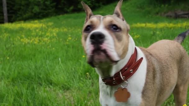 American Staffordshire Terrier walks in the summer in a clearing near the forest. Dog walking concept. - Footage, Video