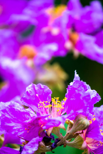 Zamknij Violet Lagerstroemia kwiat kwiat kwiat kwiat w ogrodzie w domu latem. - Zdjęcie, obraz